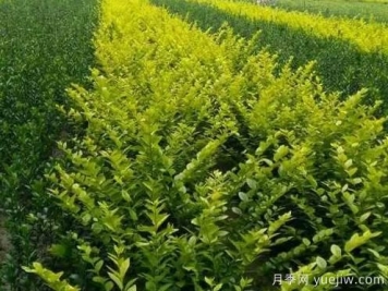 大叶黄杨的养殖护理