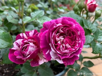 10种月季蚜虫治疗方法，杀除蚜虫真简单