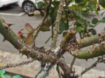 月季枝干上有许多小白点，可能是桑盾蚧在危害