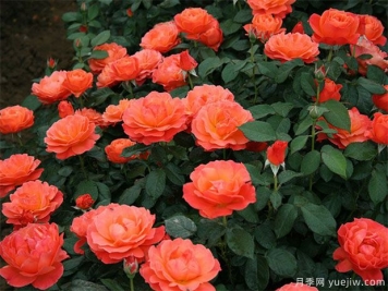 丰花月季怎样进行虫害防治的呢？