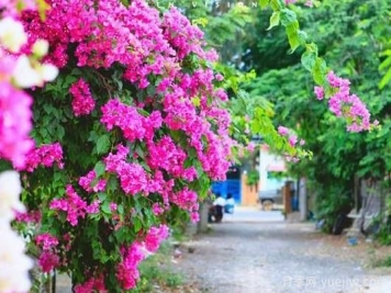 三角梅是哪里的市花？三角梅市花的意义