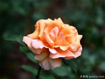 月季花的繁衍方法有哪些？快来看看吧