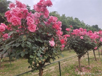 要使月季树四季都花香，需做到以下几点!