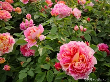 什么季节适合种月季？秋冬季节适合种植大花月季吗