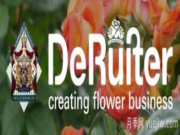 月季育种家：荷兰迪瑞特月季公司(De Ruiter)