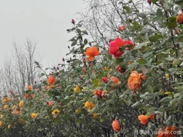 严冬月季花盛开，杭州高架月季实现超长待机