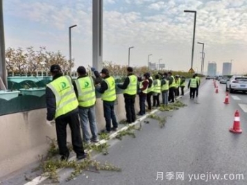 郑州高架桥月季修枝整形 只待虎年花开惊艳商都