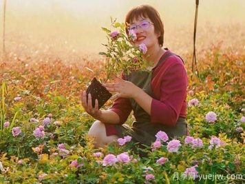 月季自媒体：海蒂的花园