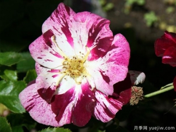 紫色飞溅月季