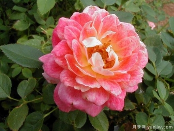 水花飞溅月季(美国)