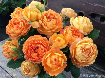 月季花的花语是什么？各种颜色月季花代表的花语