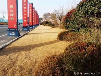 冬季草坪保持常绿的技术措施