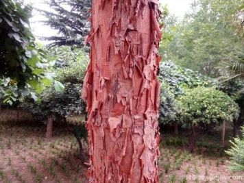 血皮槭的图片特点和种植养护