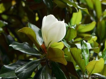 南召广玉兰的栽植与养护技术