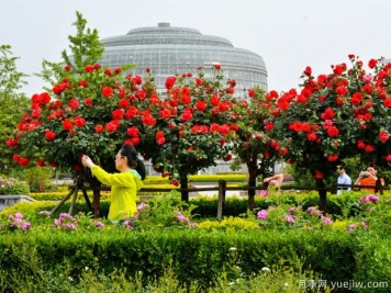 建设月季花城，让郑州月季从盆景走向风景