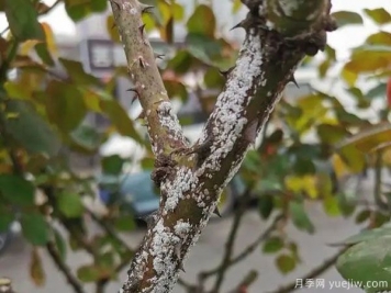 树状月季的桑盾蚧虫害有哪些伤害害，该如何防治？