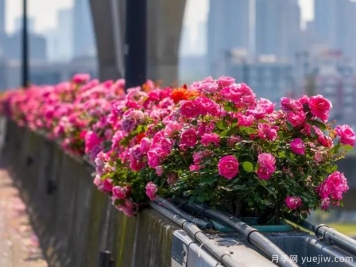 杭州高架月季盛开，200万株月季花装扮空中花廊