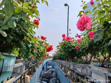 1.2万株月季盛开，南昌八一桥景观花廊拥抱春景