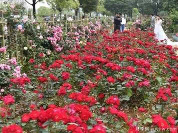 南昌月季市花文化和景观图集