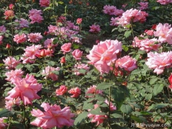 濮阳月季市花文化和景观图集