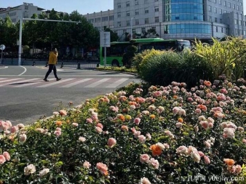 信阳平桥区6月满目繁花，开启月季美丽夏日