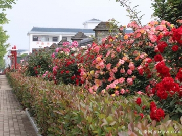 信阳平桥区：美丽乡村月季开，幸福生活美景来