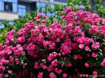 武汉新增多条绝美月季花道，江城处处花海景观