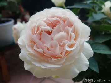 伊芙钱特玛丽月季