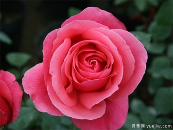 rose是什么，玫瑰和月季的区别到底在哪!
