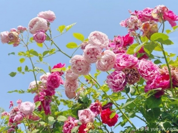 如皋月季市花文化和景观图集