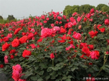 葫芦岛月季市花文化和景观图集