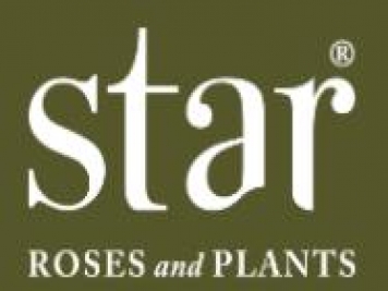 月季育种家：美国Star玫瑰苗圃(Star Roses And Plants)