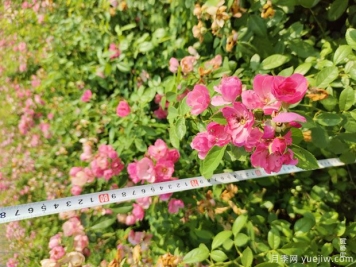 安吉拉月季盆栽苗，60厘米高基地发货