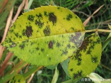 深秋天季节月季出现斑点的病害原因与防治