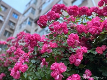 大连月季市花文化和景观图集