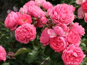 德国科德斯的20个花环月季品种，美丽又丰花，抗病好轻松养