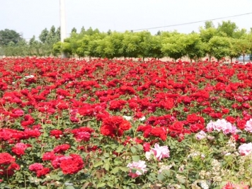 辛集月季市花文化和景观图集