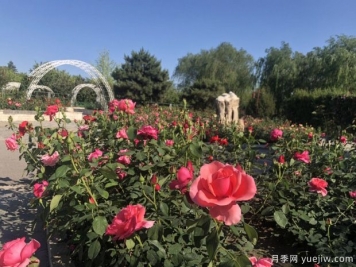 唐山月季市花文化和景观图集