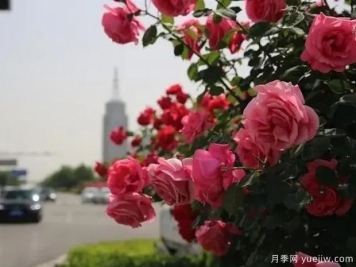 邢台月季市花文化和景观图集