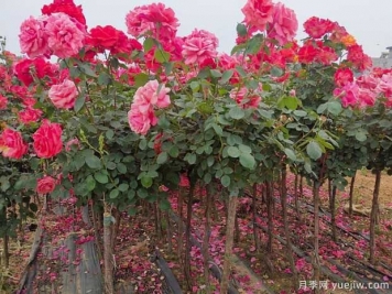 种植树状月季，内乡县七里坪乡走上富民路