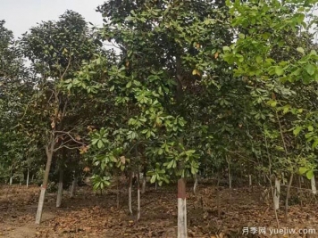 广玉兰落叶子秃顶的造成原因？根系生长环境是关键