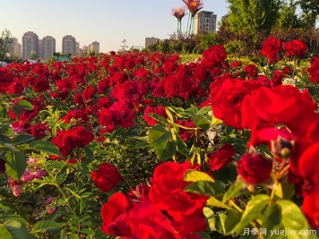 阜阳月季市花文化和景观图集