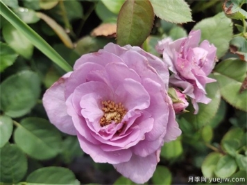 蓝玫瑰花语是什么？蓝玫瑰代表什么意思？