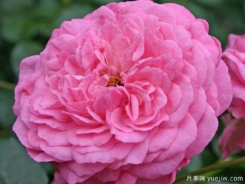 浪漫花环月季