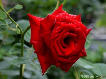 2023年情人节十大玫瑰品种销量榜，卡罗拉位居首位