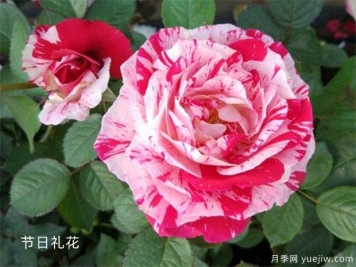 月季花苞为什么打不开？可能是这6点原因，带上解决办法