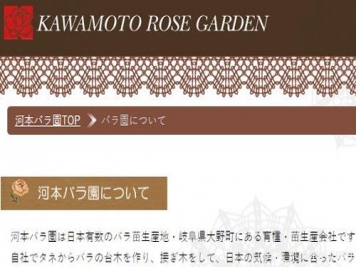 月季育种家：日本河本月季园(河本纯子Kawamoto)