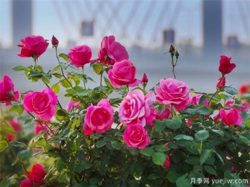 月季盛会，南阳将举办2023中国·南阳首届世界月季博览会