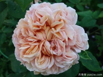 美丽的安茹月季/安茹美人月季