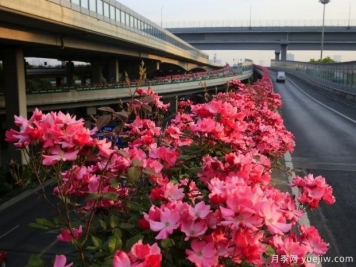 30万株新品种，杭州高架月季会带来什么样的惊喜？